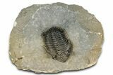 Detailed Metacanthina Trilobite - Issoumour, Morocco #359509-3